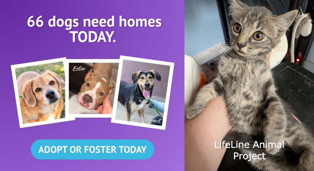 2026 August frontpage Kittens